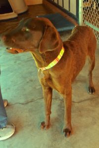 Picture of Savannah