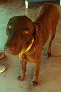 Picture of Savannah