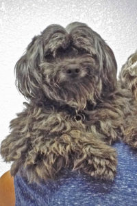 Picture of Snickers