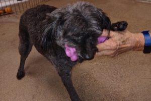 Picture of Snickers