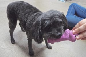 Picture of Snickers