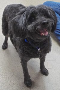 Picture of Snickers