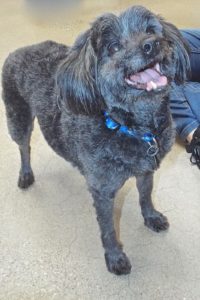 Picture of Snickers