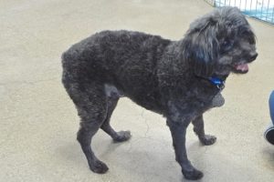 Picture of Snickers