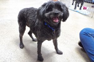 Picture of Snickers