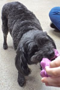 Picture of Snickers