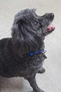 Picture of Snickers