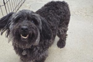 Picture of Snickers