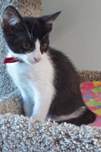 Picture of Sweet Pea