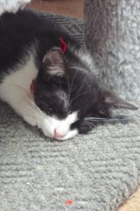 Picture of Sweet Pea
