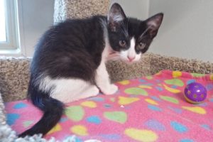 Picture of Sweet Pea