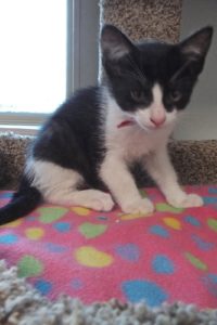 Picture of Sweet Pea