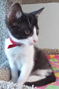 Picture of Sweet Pea