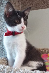 Picture of Sweet Pea