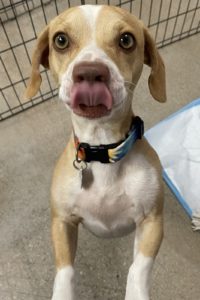 Picture of Timon (found)
