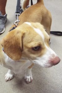 Picture of Timon (found)