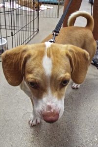 Picture of Timon (found)