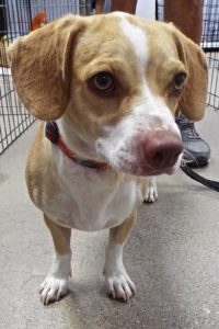 Picture of Timon (found)