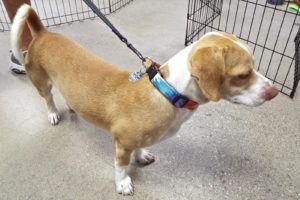 Picture of Timon (found)