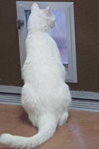 Picture of Wheelie