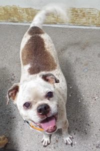 Picture of Buster