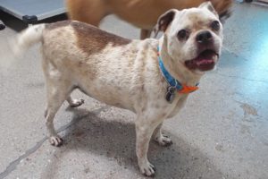 Picture of Buster