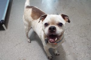 Picture of Buster