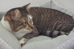 Picture of Carter
