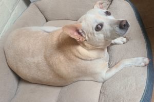 Picture of Duke