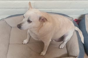 Picture of Duke