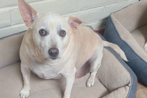 Picture of Duke