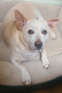 Picture of Duke