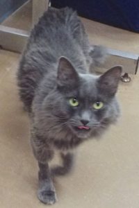 Picture of Floof