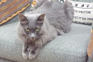 Picture of Floof
