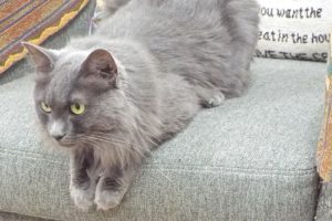 Picture of Floof