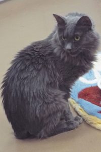 Picture of Floof