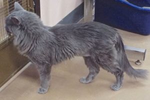Picture of Floof