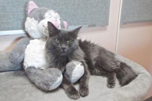Picture of Floof