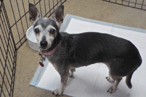 Picture of Frannie
