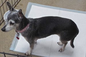 Picture of Frannie