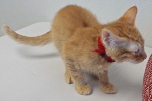Picture of Jalapeno
