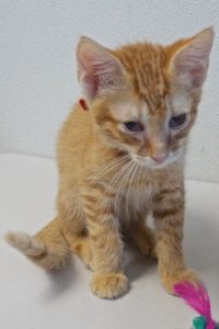 Picture of Jalapeno