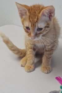Picture of Jalapeno