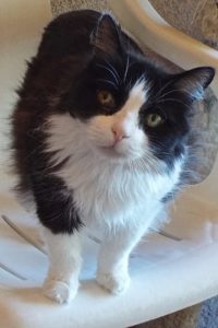 Picture of Little Kitty
