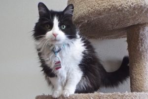 Picture of Little Kitty