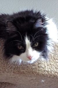 Picture of Little Kitty