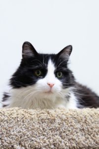 Picture of Little Kitty