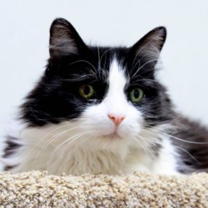 Picture of Little Kitty