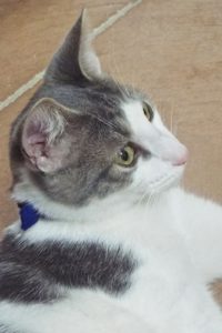 Picture of Lunchbox