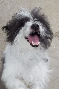 Picture of Oreo
